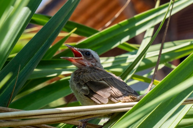 赤ちゃんの鳥-メグロヒヨドリのひよこ