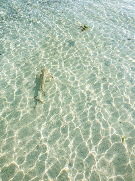 Baby black tip reef shark swimming close to the shore in\
shallow waters above white sand in maldives