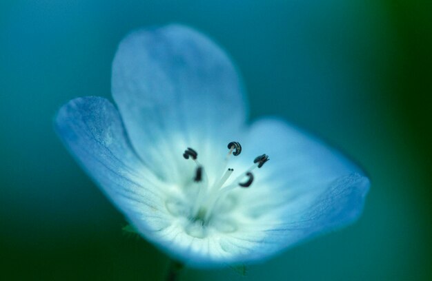 Baby blueeyes nemophila menziesii