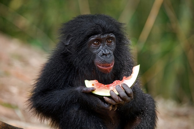 Il bambino di bonobo sta mangiando l'anguria. repubblica democratica del congo. parco nazionale di lola ya bonobo.