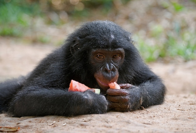 ボノボの赤ちゃんがスイカを食べています。コンゴ民主共和国。ローラヤボノボ国立公園。