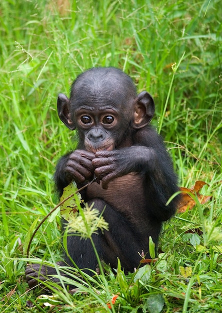 Photo baby bonobo is sitting in the grass. democratic republic of congo. lola ya bonobo national park.