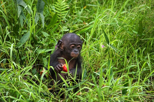 赤ちゃんボノボは草の中に座っています。コンゴ民主共和国。ローラヤボノボ国立公園。