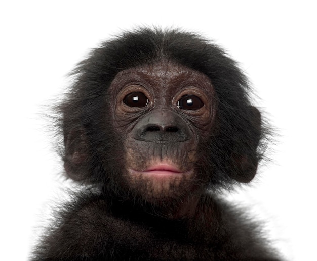 Foto baby bonobo pan paniscus 4 maanden oud tegen witte achtergrond