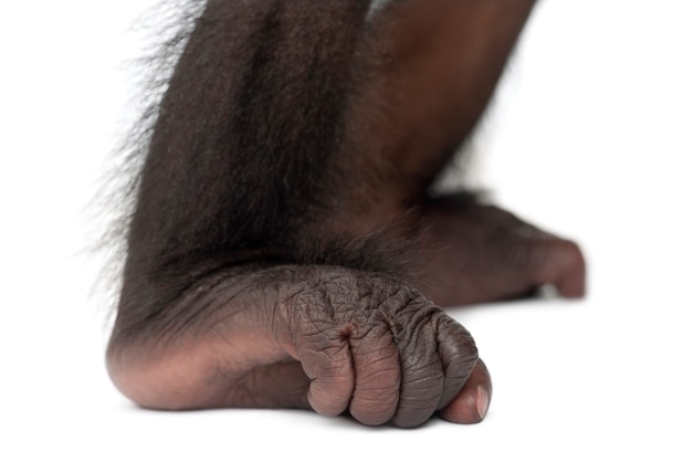 Baby bonobo, Pan paniscus, 4 months old, close up against white background