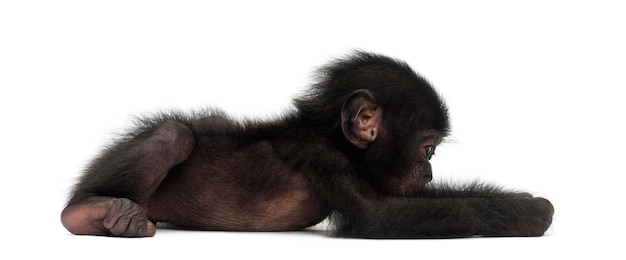 Baby bonobo, Pan paniscus, 4 months old, lying against white surface