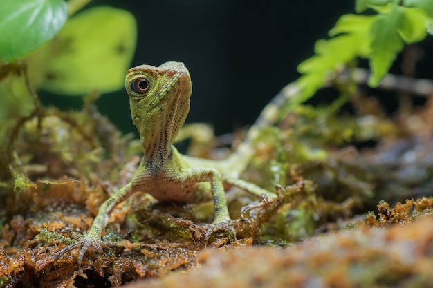 Baby bosdraakhagedis in een struik