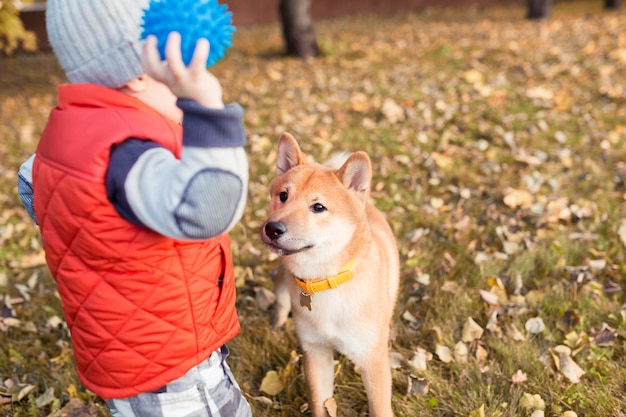 Baby boy playing with his red dog on the lawn in the autumn park. Shiba inu puppy and child are best friends, happyness and carefree childhood concept