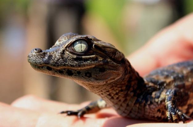 Baby broad-snouted caiman