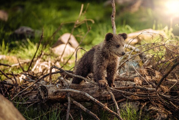 a baby brown bear walking through the forest