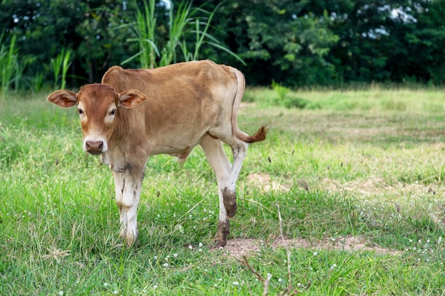Baby bruine stier op de boerderij.