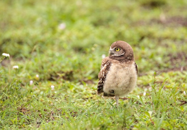 Photo baby burrowing owl athene cunicularia perched outside its burrow on marco island florida