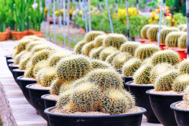 Photo baby cactus at seedling nursery