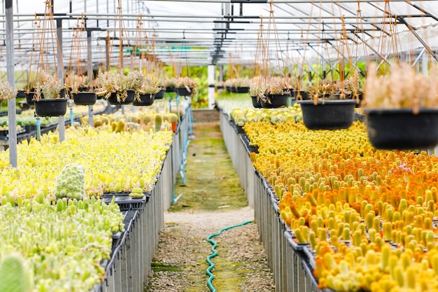 Photo baby cactus at seedling nursery