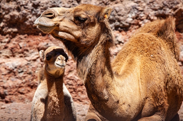 baby camel and his mother together