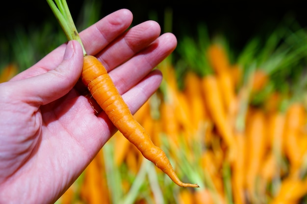 baby carrot choosen in the supermarket