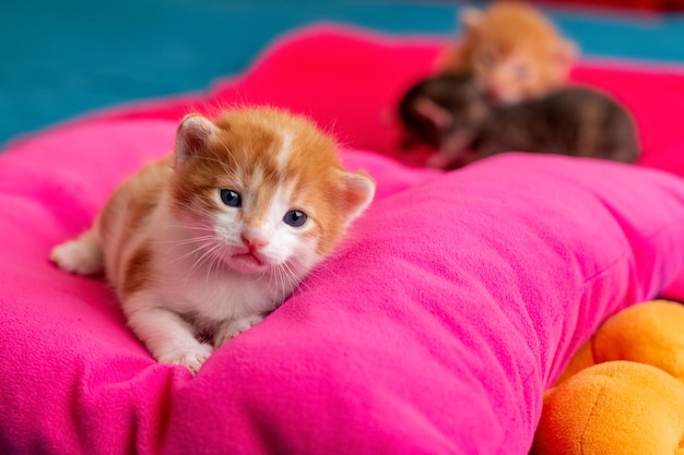 Baby cat looking at the camera while resting on her purple cushion in the background