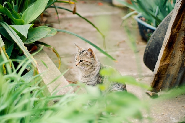 Котёнок смотрит на растения в саду