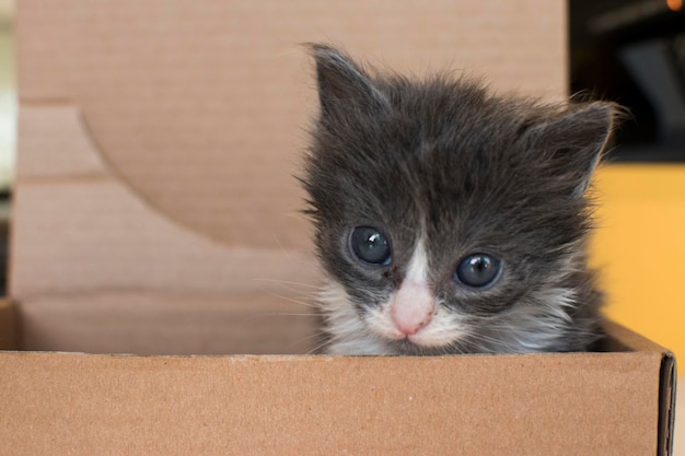 baby cat newborn in a box