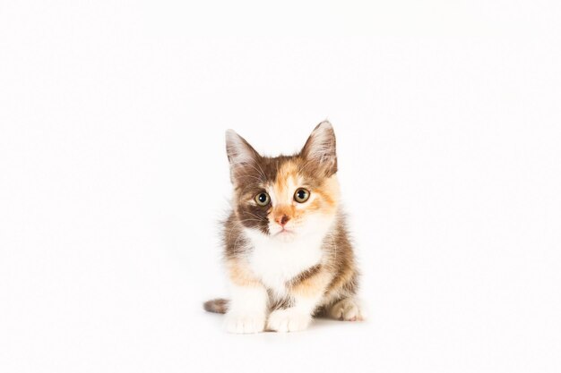 A baby cat on a white background