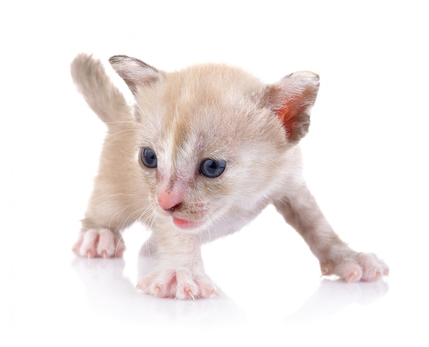 Baby cat on white