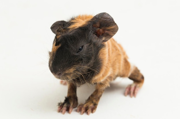 Baby cavia geïsoleerd op witte achtergrond