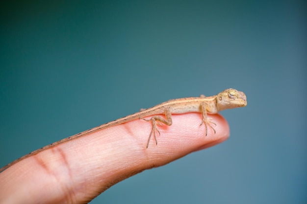 Baby chameleon posing finger picture macro focused chameleon of Thailand