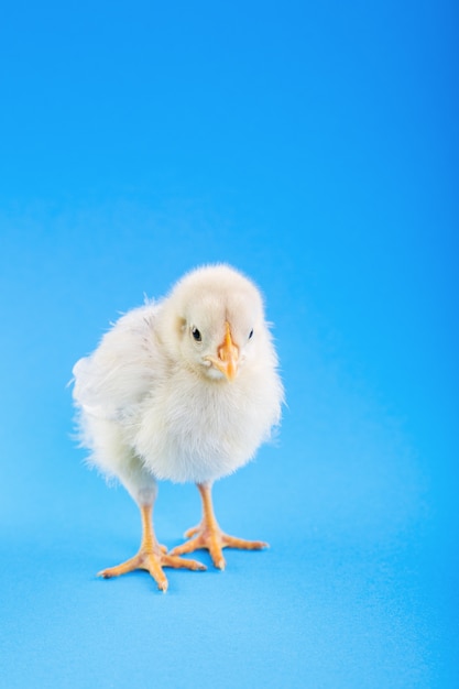 Baby chick on a blue background