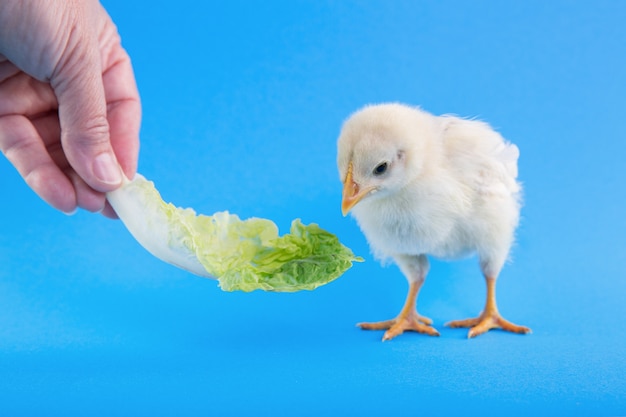 Baby chick on a blue background