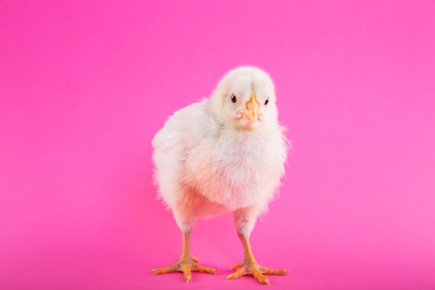 Baby chick on a pink background