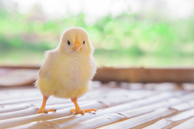 Baby chick 