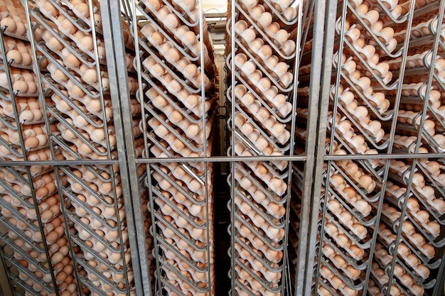 Baby chicken eggs on the trays in distribution center