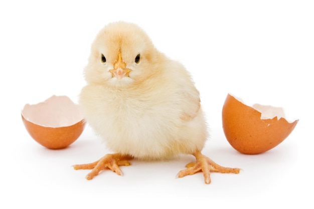 A baby chicken hatched from a brown egg