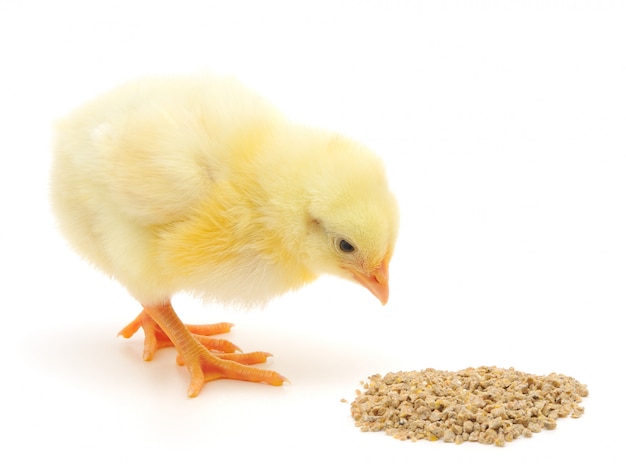 Baby chicken having a meal