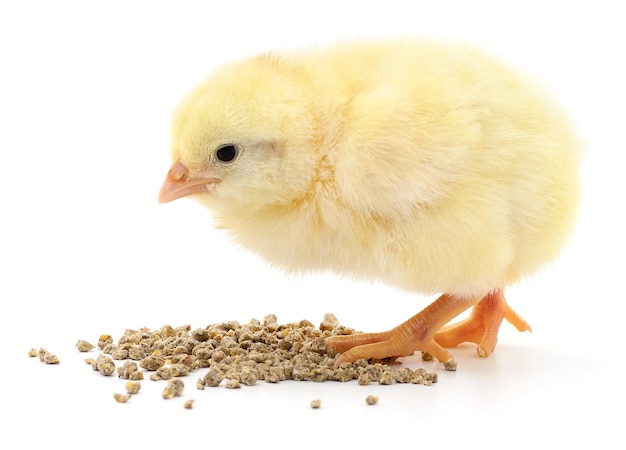 Baby chicken having a meal