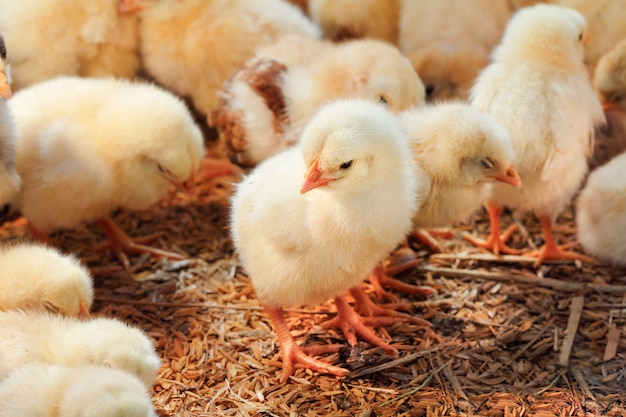 Baby chicken in poultry farm