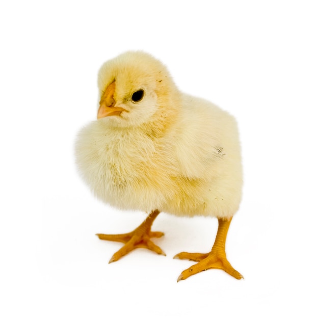 A baby chicken over white