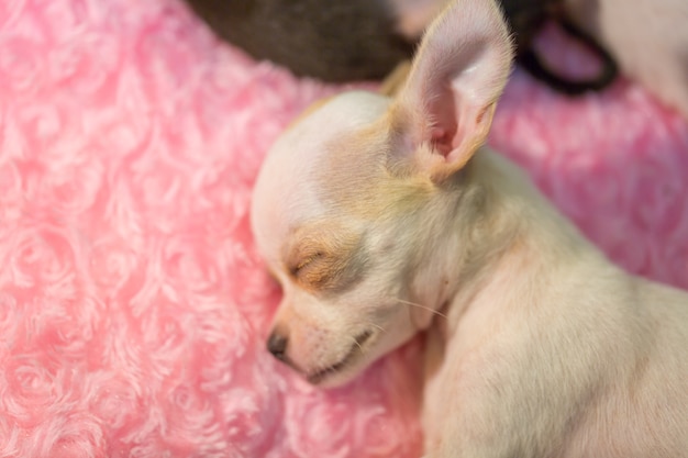 Baby chihuahua Sleeping on the pink bed