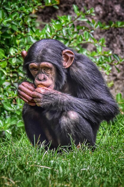 Foto baby chimpansee