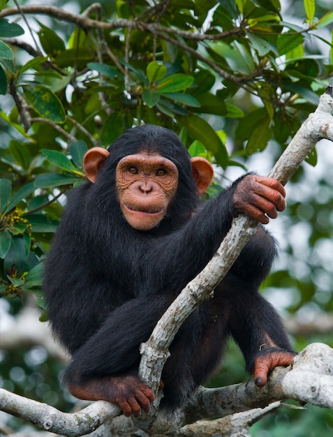 Baby chimpanzee on mangrove branches