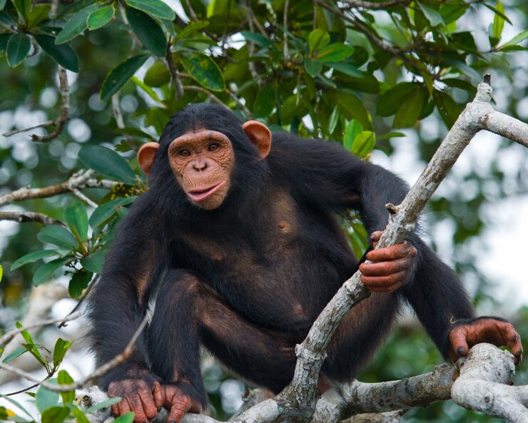 Photo baby chimpanzee on mangrove branches