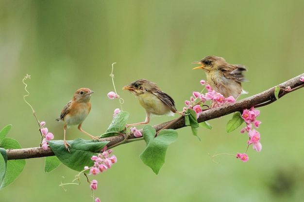 Baby cisticola juncidis uccello in attesa di cibo da sua madre cisticola juncidis uccello sul ramo