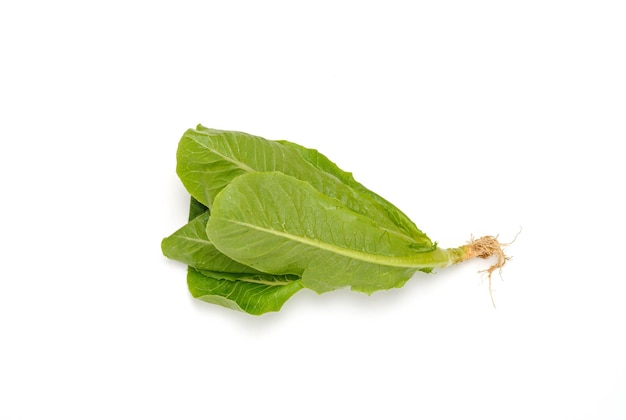 Baby Cos lettuce isolated on white background Green Napa cabbage leaves isolated on white