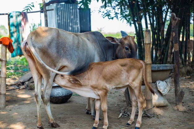 Baby cow drinking milk from mother cow Longshot of a calf drinking milk from cow in remote village Mother cow feeding baby calf a newborn cow