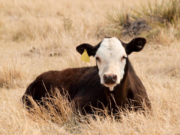 Baby cow grazing on the farm.