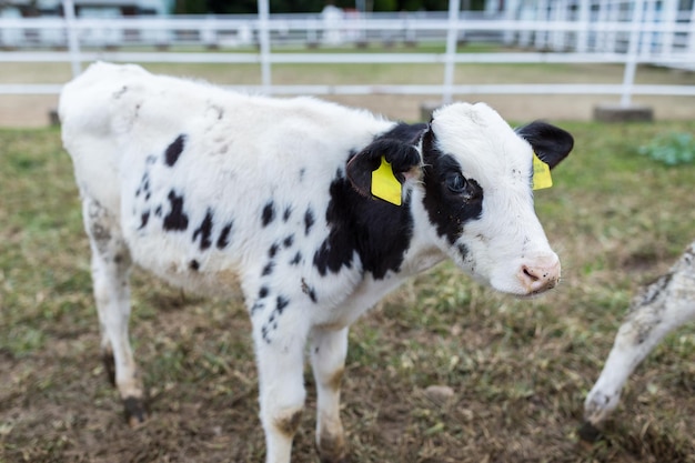 Baby cow