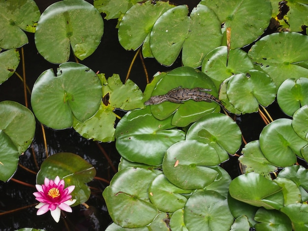Baby crocodile lying on lily pads in spain