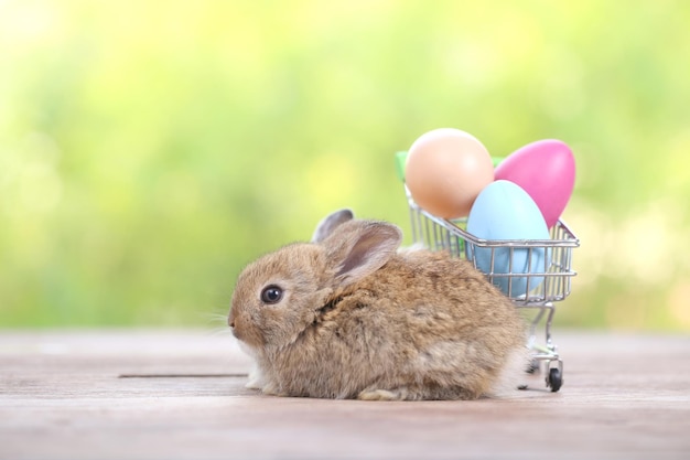 Baby cute and adorable rabbit sitting on green grass Small and young bunny is a lovely furry pet Easter concept on yellow background egg and grass with bokeh as nature background