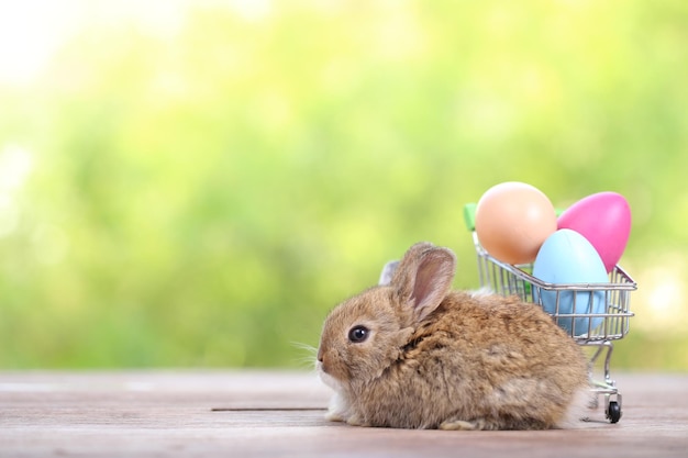 Baby cute and adorable rabbit sitting on green grass small and\
young bunny is a lovely furry pet easter concept on yellow\
background egg and grass with bokeh as nature background