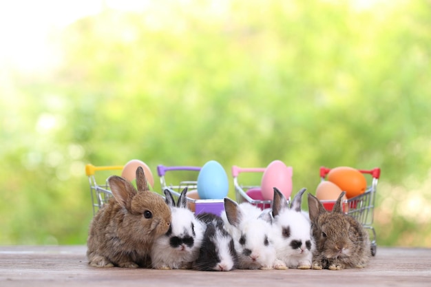 Baby cute and adorable rabbit sitting on green grass Small and young bunny is a lovely furry pet Easter concept on yellow background egg and grass with bokeh as nature background